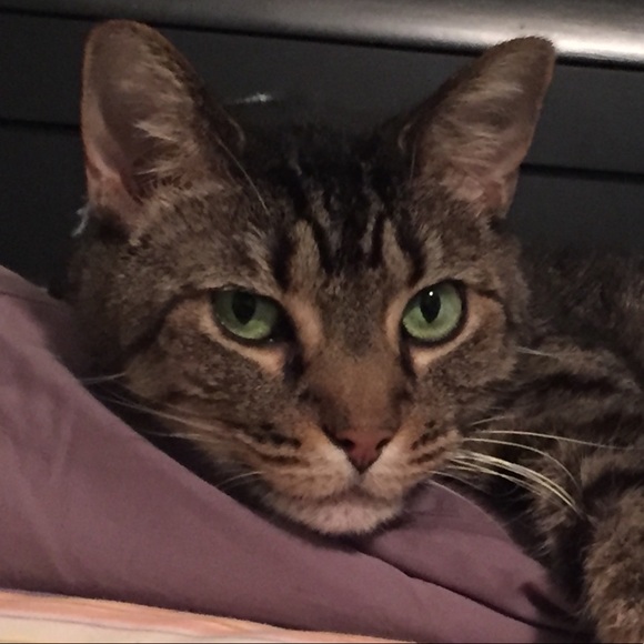 Meet your Posher, Zee - Picture 1 of 1